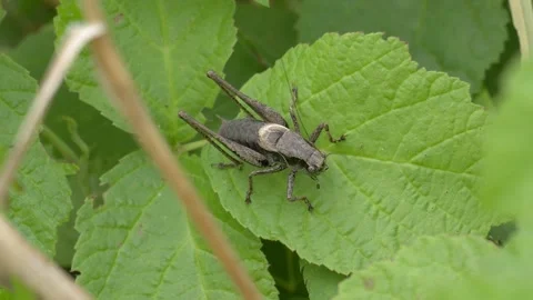 Dark Bush Cricket Resting on Green Leaf Before Jumping Away Video stock 341587748