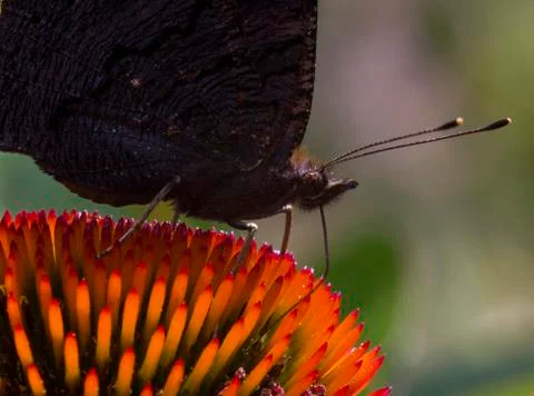 Dark butterfly drinking nectar from orange petals Stock Photos