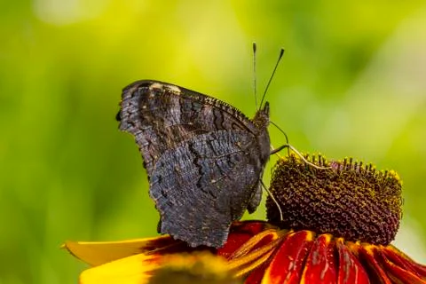 Dark butterfly drinking nectar from orange petals Stock Photos