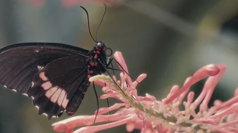 Dark Butterfly on the flower close up Stock Footage 238712692