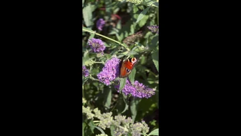 Dark Butterfly on Purple Bloom Stock Footage 310327392