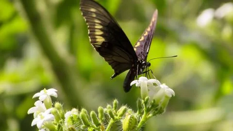 A dark butterfly with yellow wing patterns gracefully perches on delicate w.. Stock Photos