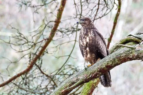 Dark buzzard sitting on large pine branch Stock Photos