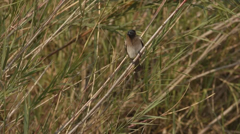 Dark -capped Bul-Bul sitting on a reed Stock Footage 53771075