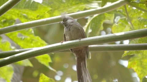 A Dark-capped bulbul on a branch over a green background Stock Footage 139593899