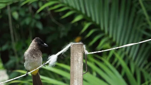 Dark-Capped Bulbul gathering nesting material Stock Footage 139197130