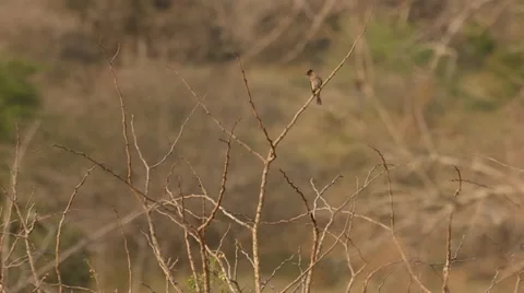 Dark-capped Bulbul sitting on a branch and cleaning it's feathers Stock Footage 31373134