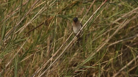 Dark-capped bulbul sitting on a reed Stock Footage 31458291