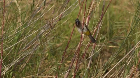 Dark-capped bulbul sitting on a reed and then flying away Stock Footage 31475076