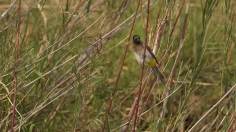 Dark-capped bulbul sitting on a reed Stock Footage 31478129