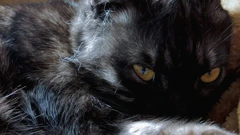 Dark cat close up. The cat sleeps, occasionally opening his eyes. Video stock 96994757