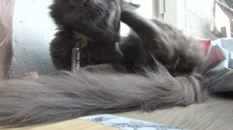 Dark cat scratching the ear Stock Footage 29657440