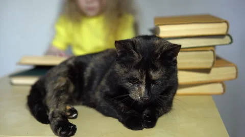A dark cat is sitting on a table behind which a child is reading a book. Stock Footage 88654018