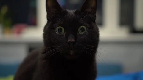 Dark cat staring with wide opened eyes and not blinking Video stock 72571925