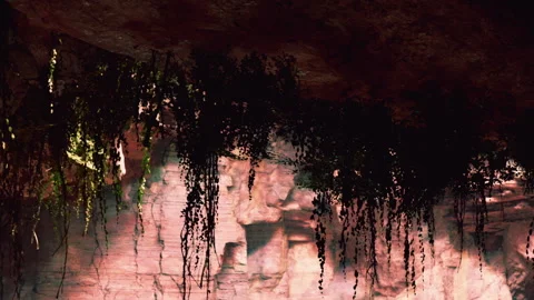 Dark Cave Interior With Hanging Vines and Roots From Ceiling Opening Stock Footage 348487281