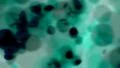 Dark cell blob background turquoise light blue HD Footage