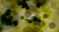 Dark cell blob background yellow HD Footage