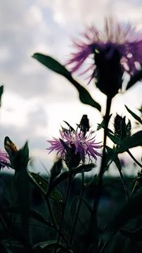 Dark centered knapweed Centaurea bloom Photos