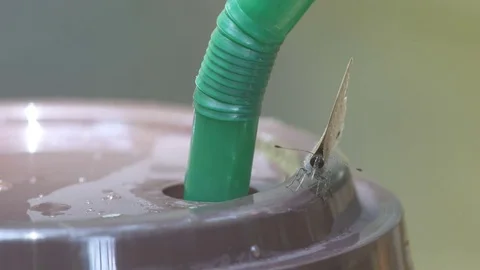 Dark cerulean butterfly drinking fluid from plastic cup Video stock 76203768
