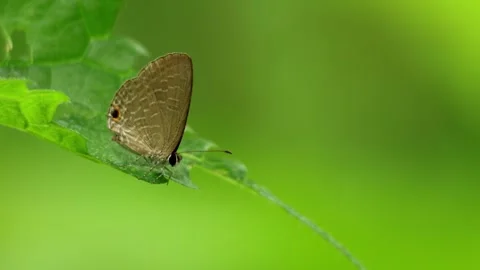 Dark cerulean butterfly perching on green leaf Stock Footage 346641518