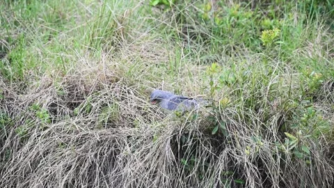 Dark chanting-goshawk sitting on the lush grass of Maasai Mara Stock Footage 319069795