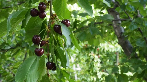 Dark cherries 2 Stock Footage 93109871