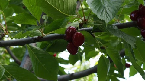 Dark cherries Stock Footage 93109382