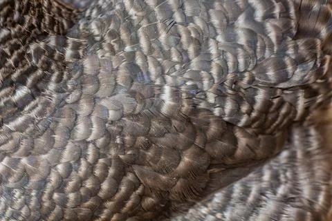 Dark chicken feather texture background, bird close up pattern Stock-Fotos