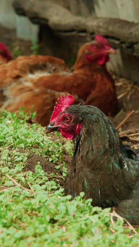 Dark chicken with red comb sits in green grass Stock Footage 331524708
