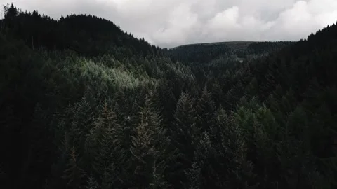 Dark Cinematic Forest - PEAK DISTRICT NATIONAL PARK - ENGLAND (UK) DRONE SHOT Stock Footage 243221323