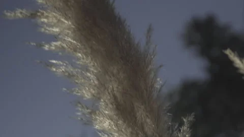Dark, Close up en hierba de las Pampas bailando con el viendo contra luz del Stock Footage 152644864