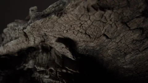 Dark Close-Up of Rough Tree Bark Textures Stock Footage 289845820