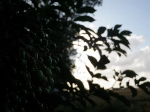 Dark close up shot of a bush Stock Photos