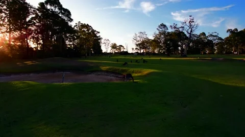 A Dark Close-up Shot of Kangaroos. Stock Footage 231026133
