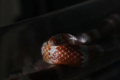 Dark close up of a snake with red and white scales coiled inside a tube, soft Stock Photos