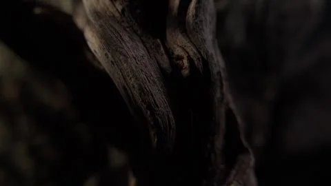 Dark Close-Up of Twisted Wood with Sharp Shadows Stock Footage 289517526