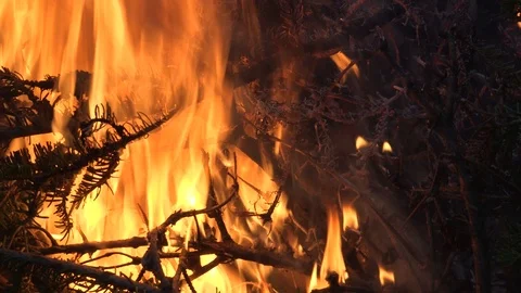 Dark Closeup of Pine On Fire At Night 库存影片 113489299