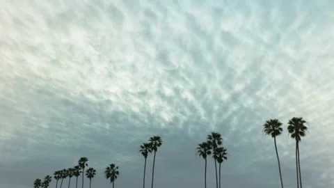 Dark cloud cover over row of palm trees time lapse 4k 24fps Stock Footage 132865372