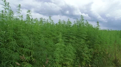Dark cloud over Cannabis field Stock Footage 40337553