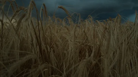 Dark Cloud Storm Cloud Mountain Wheat Field Stock Footage 115748407