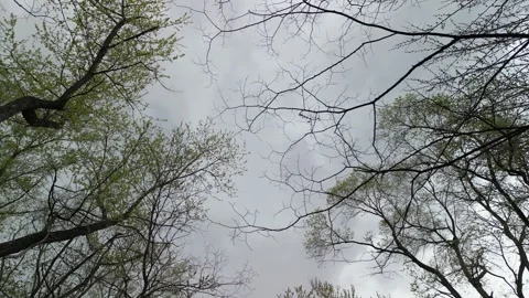 Dark clouds above the forest floor Stock Footage 298789179