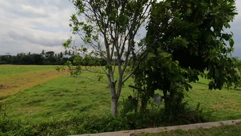 Dark Clouds Above Wide Terraces – Indonesia Stock Footage 321437206