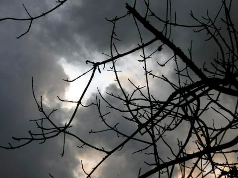 Dark clouds and branches Stock Photos