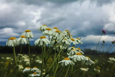 Dark clouds and daisies Stock Photos