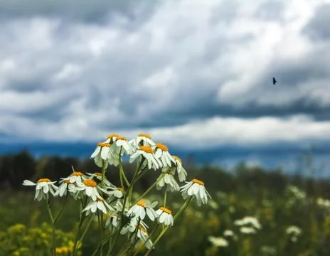 Dark clouds and daisies Stock Photos