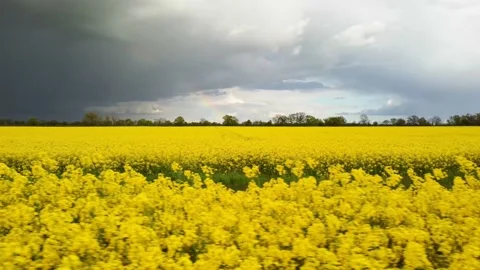 Dark clouds and a rainbow over a canola field in full bloom Video stock 154349720