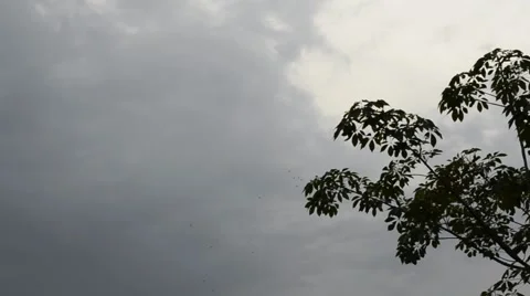 Dark clouds and tree Stock Footage 58796485