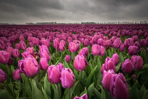 Dark clouds are gathering over a field with Netherland tulips. Stock Photos