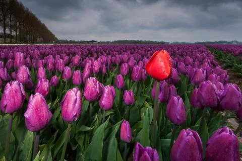 Dark clouds are gathering over a field with Netherland tulips. Spring has its Stock Photos