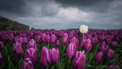 Dark clouds are gathering over a field with Netherland tulips. Spring has its Stock Photos